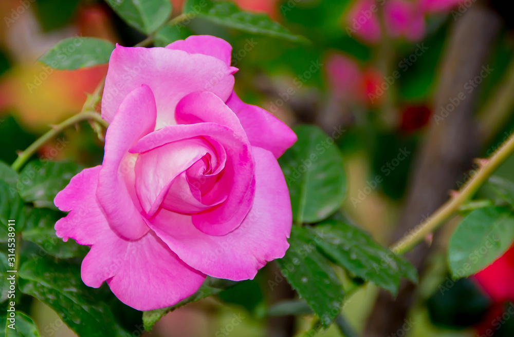 pink rose in the garden pink rose in the garden
