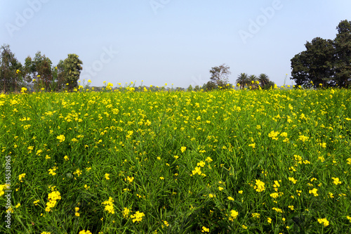 Fields of green mustard have a beautiful view under the blue sky filled with yellow flowers in Indian rural village