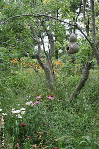 Handcrafted gourd wren house in rural Midwest flower garden with golden raintrees