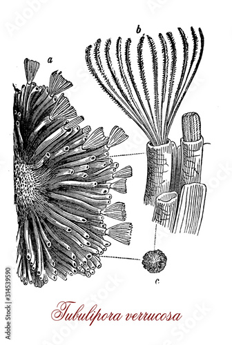 Tubulipora verrucosa invertebrate jawless fish dominant in the Mesozoic with long curved calcareous tubes which are either circular or polygonal in shape,living in colonies on the continental shelf photo