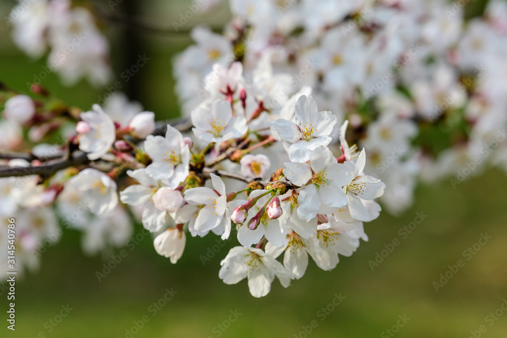 Close up of a branch with white cherry tree flowers in full bloom in a garden in a sunny spring day, beautiful Japanese cherry blossoms floral background, sakura