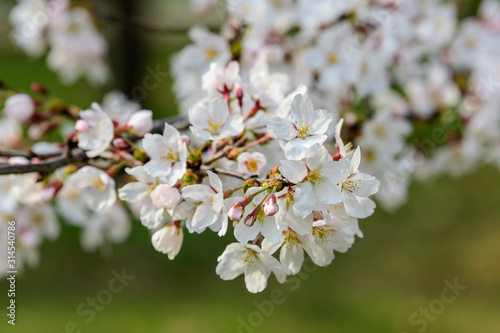 Close up of a branch with white cherry tree flowers in full bloom in a garden in a sunny spring day, beautiful Japanese cherry blossoms floral background, sakura