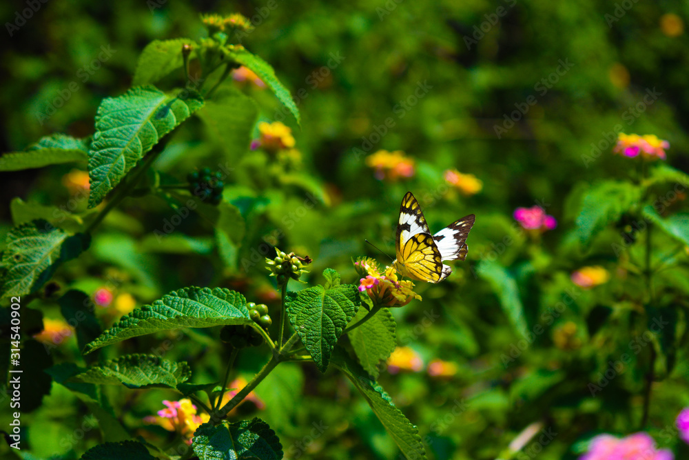 Butterfly Inhaling Honey from the Colorful Flower Butterfly Inhaling Honey from the Colorful Flower