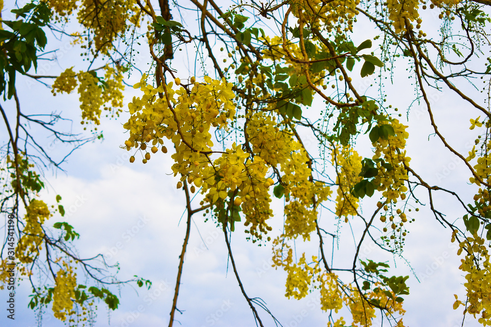 Fototapeta premium Golden Rain Flowers Tree