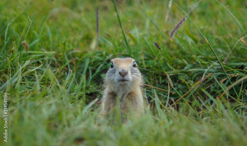 furry gopher sits in the steppe