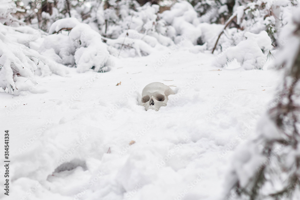 Naklejka premium the human skull lies in the snow