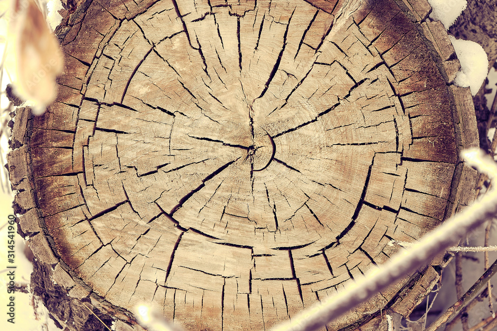 Background, cutting of a felled tree, the rings of a sawn tree trunk.