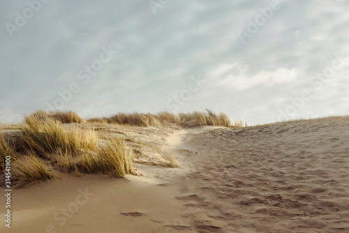 Details of sea dunes with dry and green grass in winter day near the Hague in the Netherlands. Green nature or vacation tranquil background. 