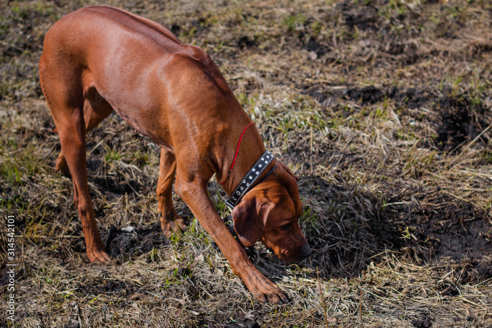 A dog of the breed Rhodesian Terrier walks on the grass in the field. A dog of the breed Rhodesian Terrier walks on the grass in the field.