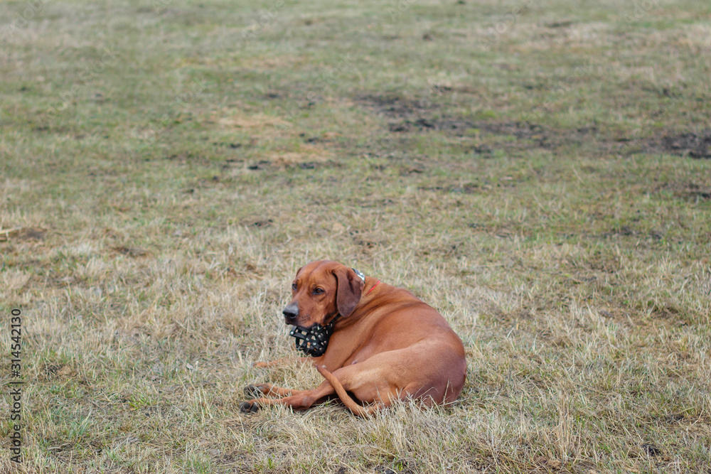 Rhodesian terrier dog lies on the grass.