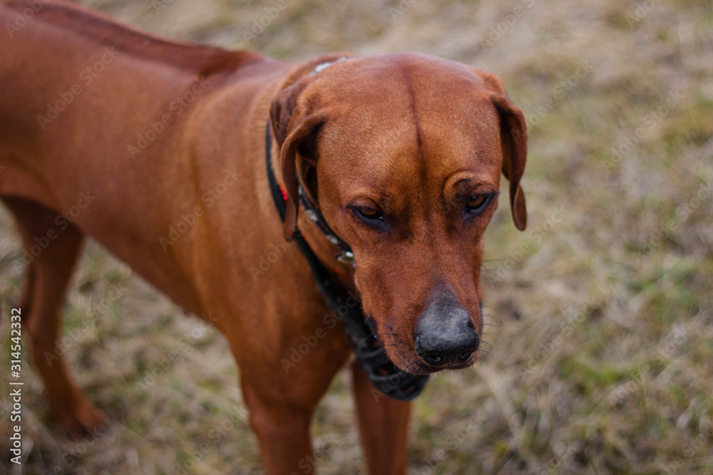 Portrait of a dog breed Rhodesian terrier on a background of grass. Portrait of a dog breed Rhodesian terrier on a background of grass.