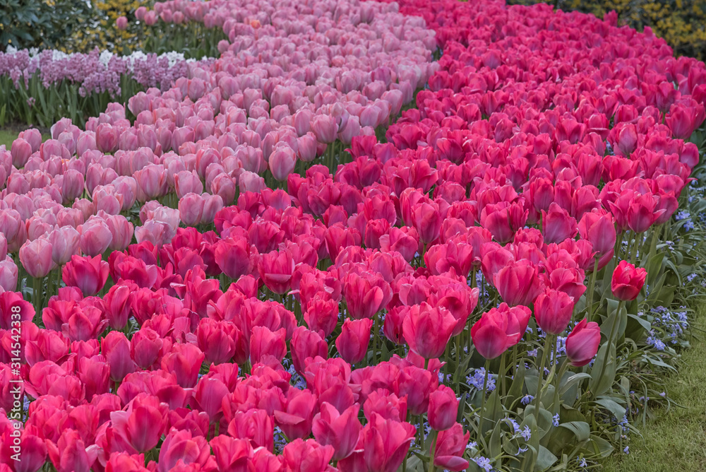 Flowers field in Netherlands, Keukenhof. Flowers spring natural landscape Flowers field in Netherlands, Keukenhof. Flowers spring natural landscape