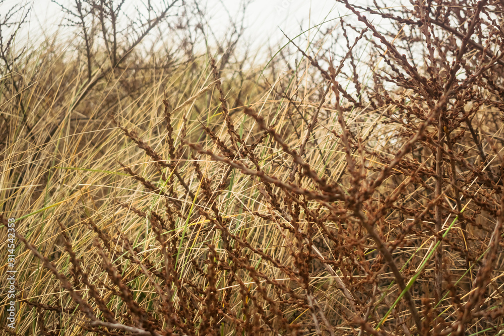 Abstract chaotic nature background in dune park on North sea coast near the Hague in the Netherlands in January. 