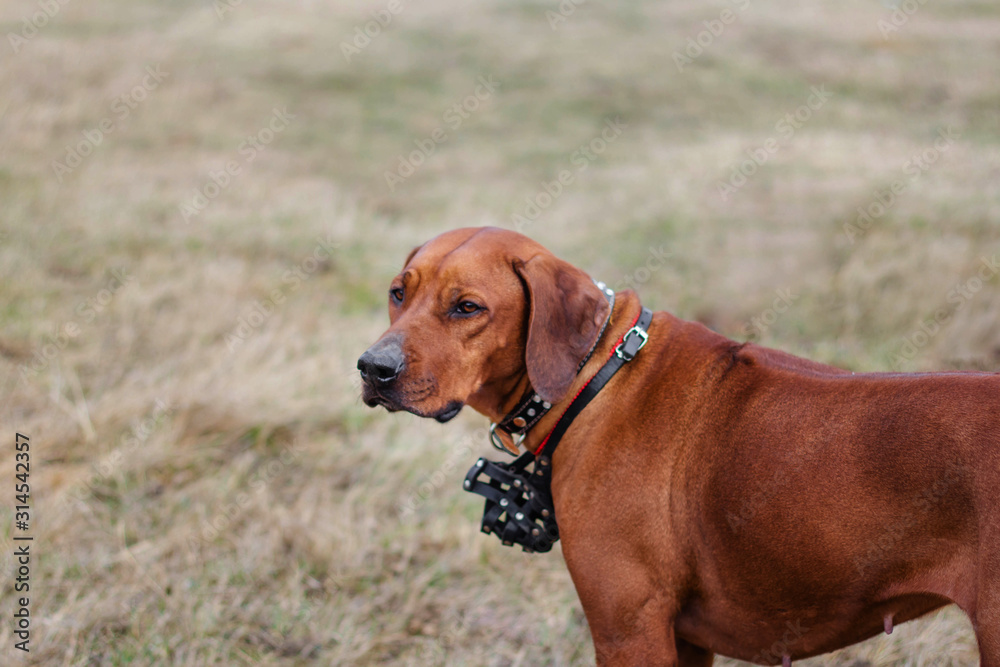 Portrait of a dog breed Rhodesian terrier on a background of grass.