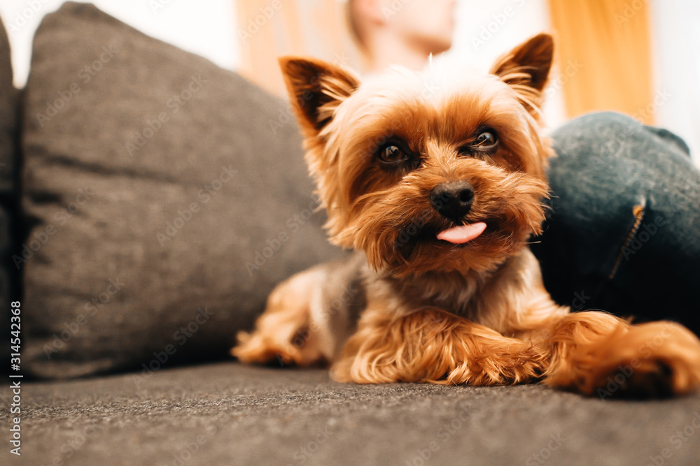 Happy dog is sitting on a sofa and watching. Happy dog is sitting on a sofa and watching.