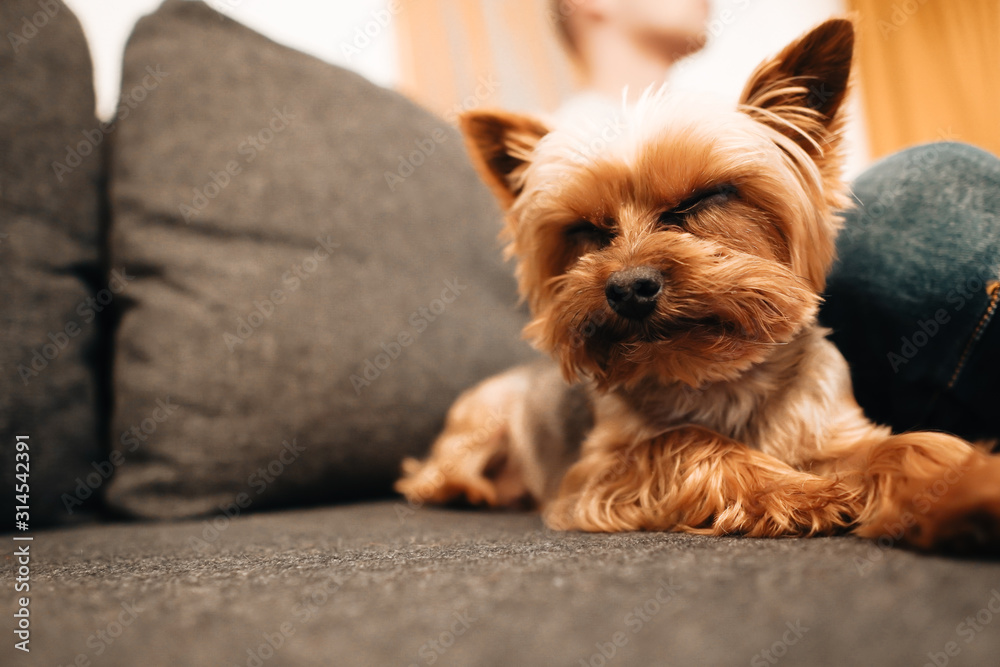 Happy dog is sitting on a sofa and watching. Happy dog is sitting on a sofa and watching.