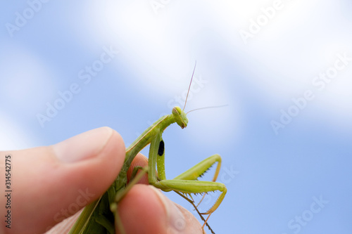 Close up shot of a Praying Mantis in a human hand photo