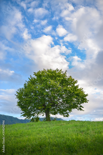 Solitary tree on grassy hill over a cloudy sky background
