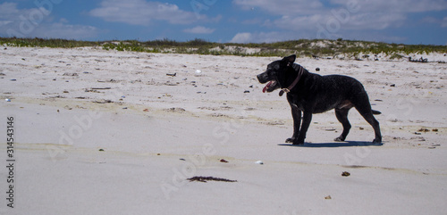 dog on the beach