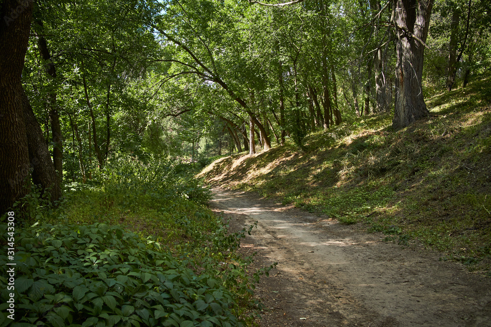 Fototapeta premium summer path in the forest