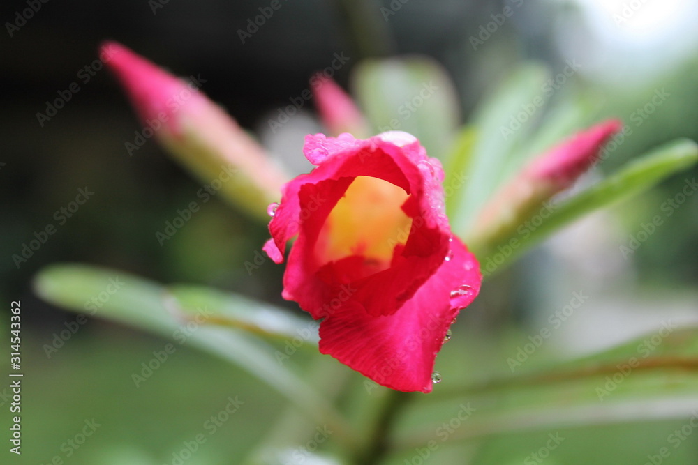 Fototapeta premium Pink macro flower, in nature on garden plant, flora bloom