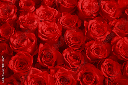 Fototapeta Naklejka Na Ścianę i Meble -  Red Rose Flowers As Fashion Background For Trendy Flowery Theme. Background Of Advertising Natural Cosmetics For 2020 Year or St. Valentine Day.