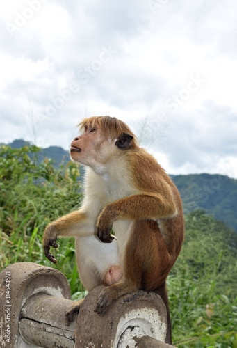 The toque macaque  is a reddish-brown-coloured Old World monkey endemic to Sri Lanka, where it is known as the rilewa or rilawa. photo