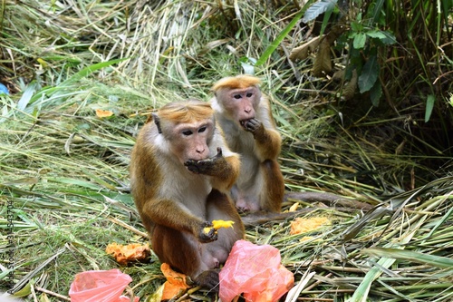 The toque macaque  is a reddish-brown-coloured Old World monkey endemic to Sri Lanka, where it is known as the rilewa or rilawa. photo