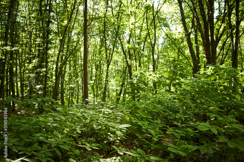 summer path in the forest