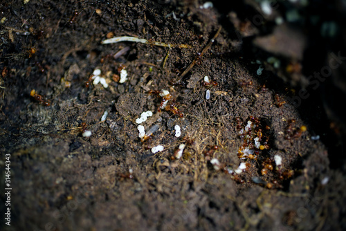 Output from the eggs of small fry ants