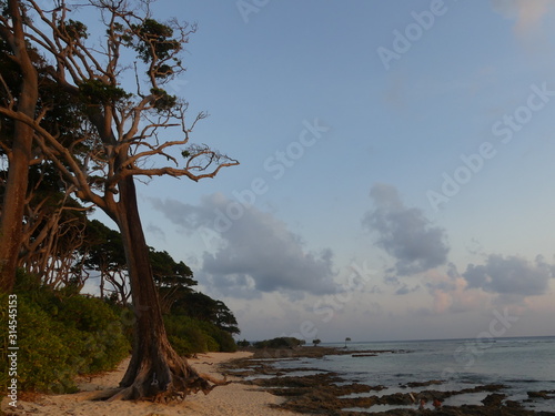 tree on beach