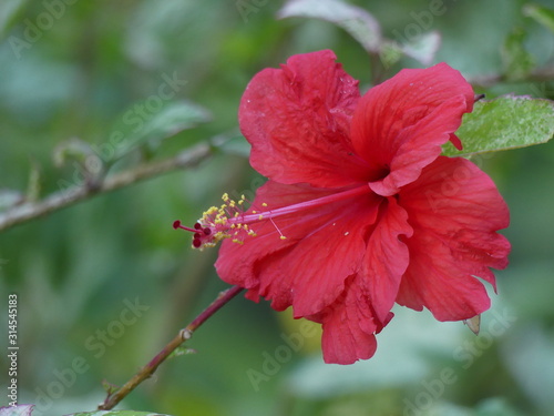 red hibiscus flower in the garden