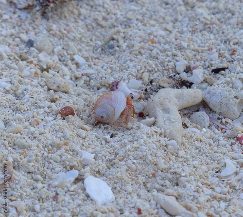 crab on the beach