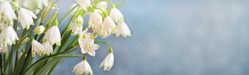 spring background banner . snowdrops Leucojum Vernum on a blue background. blurred focus. soft glow of the rays of light of the sun. place for text. copy space 
