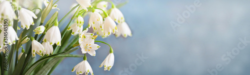 Fototapeta Naklejka Na Ścianę i Meble -  spring background banner . snowdrops Leucojum Vernum on a blue background. blurred focus. soft glow of the rays of light of the sun. place for text. copy space 