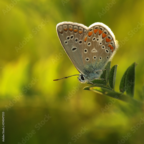 Butterfly Common Blue sitting on a blade of grass in a meadow or in a park with wings in the evening light at sunset. Wild nature with a colorful Polyomathus icarus sitting in summer on a flower. photo