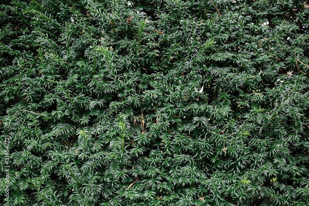 Green leaves background or the naturally walls texture Ideal for use in the design fairly.
