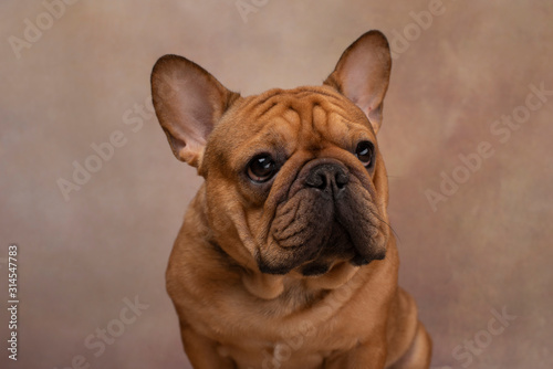 portrait of french bulldog on a light background © Светлана Валуйская