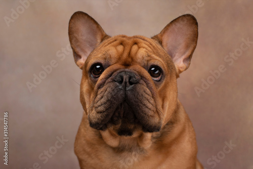 portrait of french bulldog on a light background