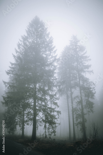 Bäume Nebel Winter Mystisch Kalt © Alexi Fotografie