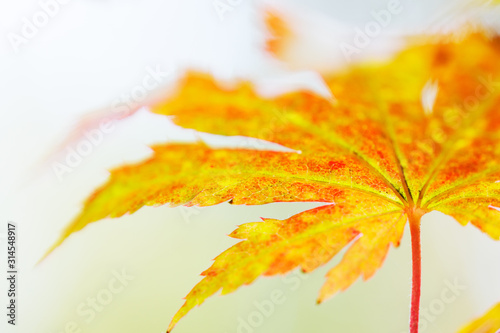 Korean maple leaves in autumn colors photo