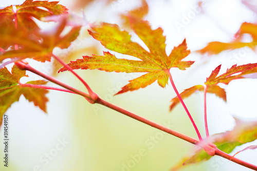 Korean maple leaves in autumn colors