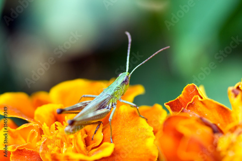 Green grasshopper sitting on flower petals