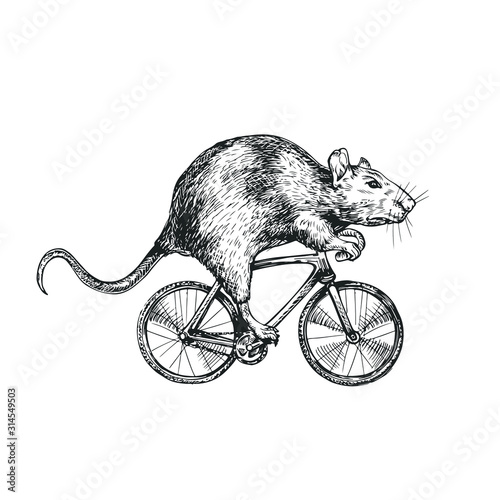 Rat rides a bicycle illustration style engraving vector