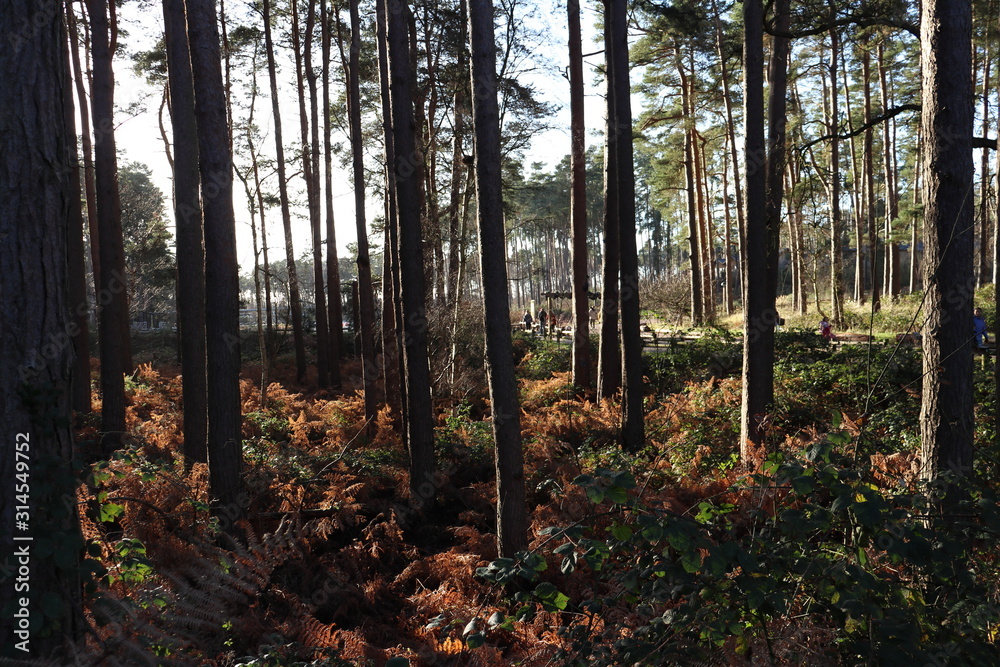 Obraz premium forest in autumn