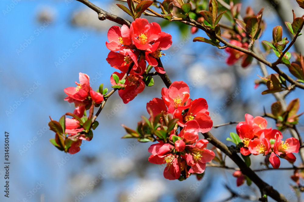Close up delicate red flowers of Chaenomeles japonica shrub, commonly known as Japanese quince or Maule's quince in a sunny spring garden, beautiful Japanese blossoms floral background, sakura Close up delicate red flowers of Chaenomeles japonica shrub, commonly known as Japanese quince or Maule's quince in a sunny spring garden, beautiful Japanese blossoms floral background, sakura