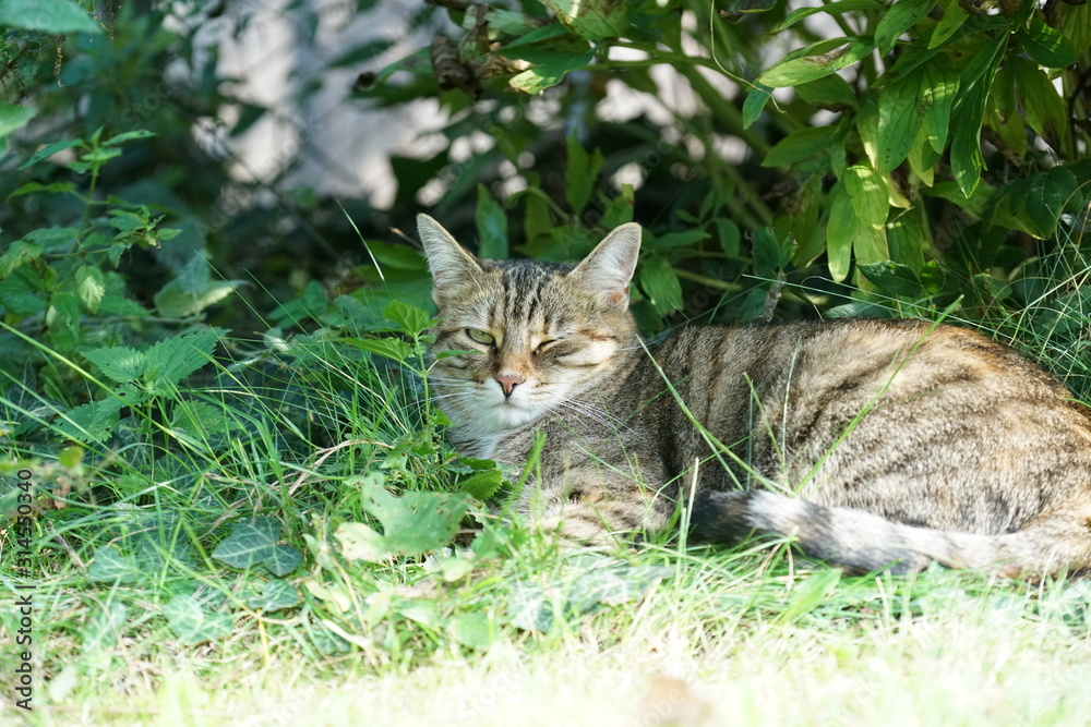 Gray cat sits in the grass and waits for prey or what is coming Gray cat sits in the grass and waits for prey or what is coming