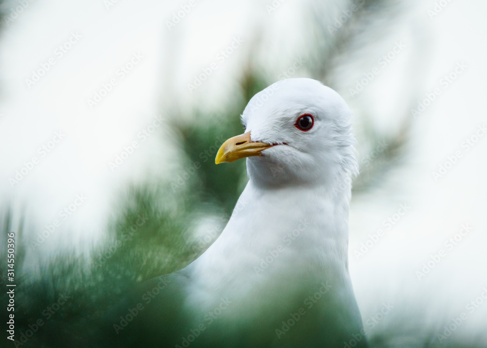 Portrait of a common gull (Larus canus) Portrait of a common gull (Larus canus)