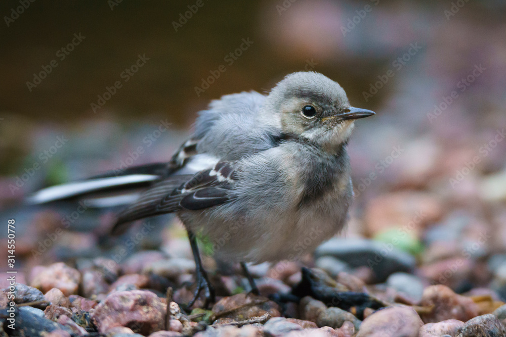 Naklejka premium A young white wagtail standing on pebbles next to some leaves and water