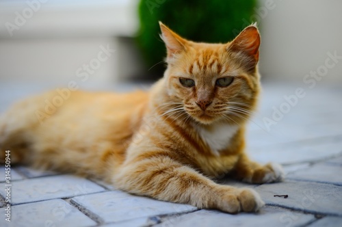 Ginger cat with green eyes sitting on paving